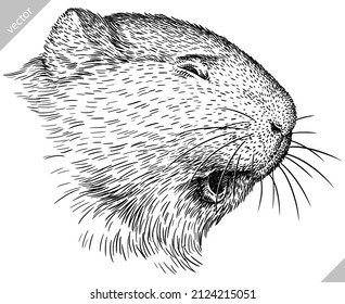 black and white engrave isolated guinea pig vector illustration