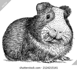 black and white engrave isolated guinea pig vector illustration