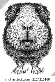 black and white engrave isolated guinea pig vector illustration