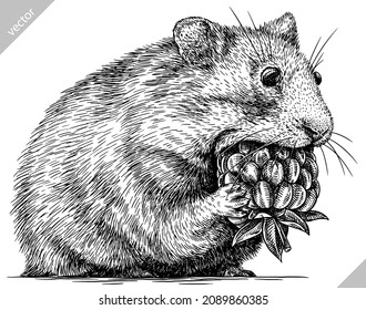 black and white engrave isolated hamster vector illustration