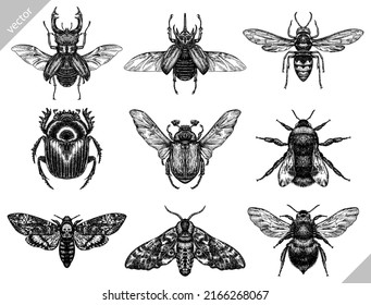 black and white engrave isolated insects vector illustration