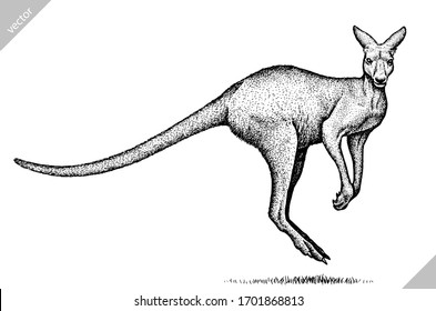 black and white engrave isolated kangaroo vector illustration