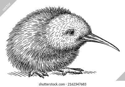 black and white engrave isolated Kiwi bird vector illustration