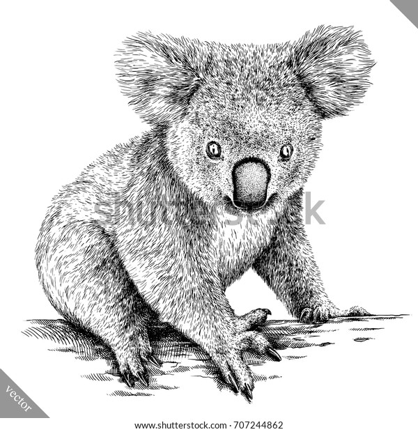 Black White Engrave Isolated Koala Vector Stock Vector (Royalty Free ...