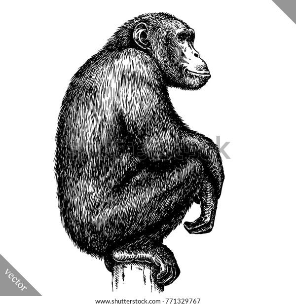白黒の猿のベクターイラスト のベクター画像素材 ロイヤリティフリー