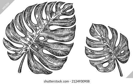 black and white engrave isolated monstera leaf illustration