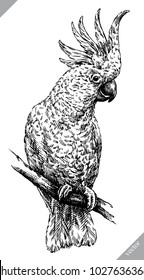black   white engrave isolated parrot vector illustration