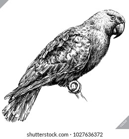black and white engrave isolated parrot vector illustration
