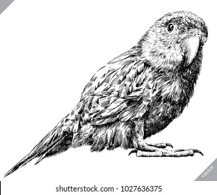 black and white engrave isolated parrot vector illustration
