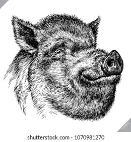 black and white engrave isolated pig vector illustration