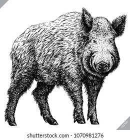 black and white engrave isolated pig vector illustration