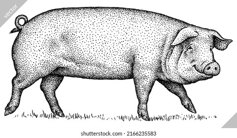 black and white engrave isolated pig vector illustration