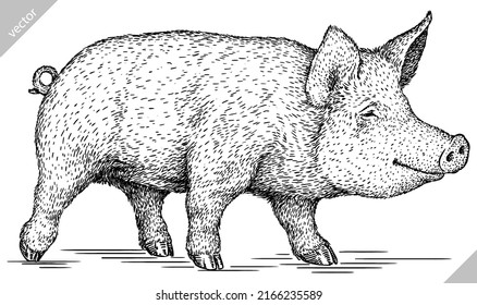 black and white engrave isolated pig vector illustration