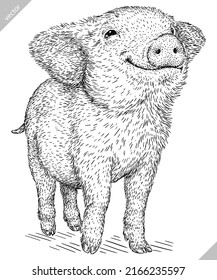 black and white engrave isolated pig vector illustration