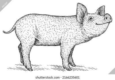 black and white engrave isolated pig vector illustration