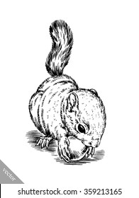 black and white engrave isolated squirrel illustration