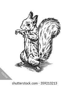 black and white engrave isolated squirrel illustration