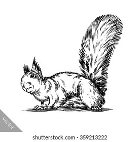 black and white engrave isolated squirrel illustration