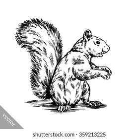 black and white engrave isolated squirrel illustration