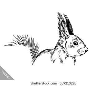 black and white engrave isolated squirrel illustration