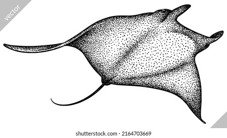 black and white engrave isolated stingray vector illustration