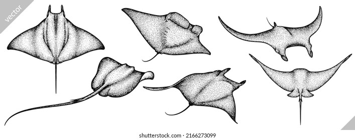 black and white engrave isolated stingray set vector illustration