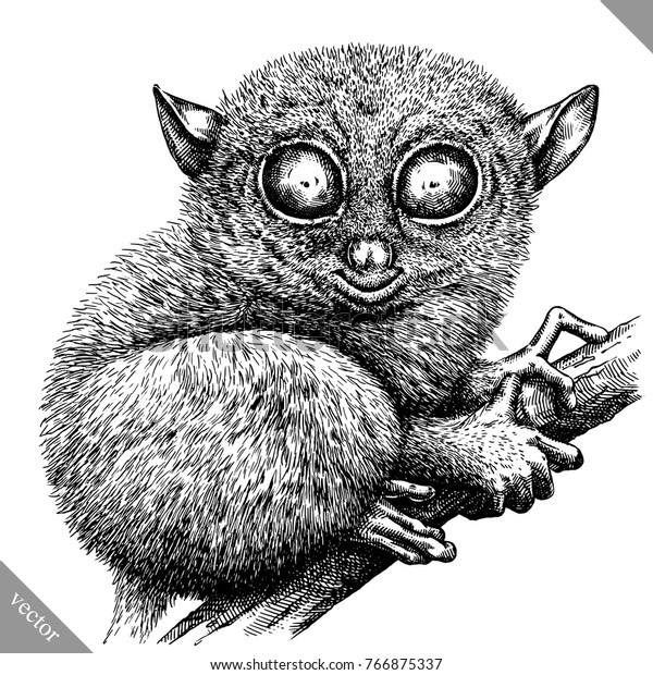 Black White Engrave Isolated Tarsier Vector Stock Vector (Royalty Free ...