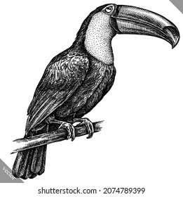 black and white engrave isolated toucan vector illustration