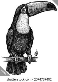 black and white engrave isolated toucan vector illustration