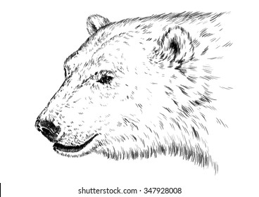 Black And White Engrave Isolated Vector Bear