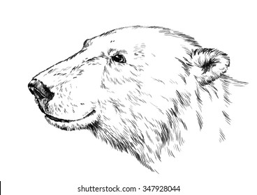 1,570 Realistic Bear Head Drawing Images, Stock Photos & Vectors 