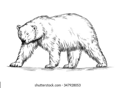 black and white engrave isolated vector bear