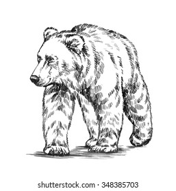 Black And White Engrave Isolated Vector Bear