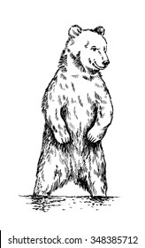 black and white engrave isolated vector bear