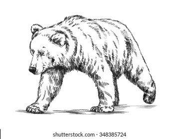 black and white engrave isolated vector bear