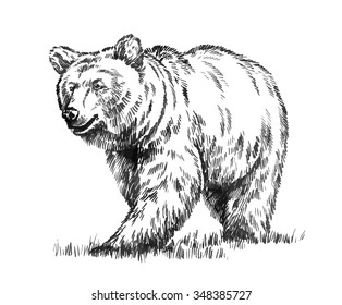 black and white engrave isolated vector bear