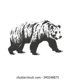 black and white engrave isolated vector bear. See also other animals.