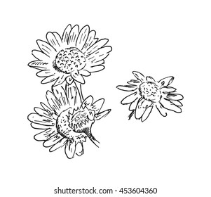 black and white engrave isolated vector flower chamomile