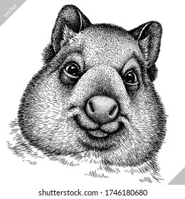 black and white engrave isolated wombat vector illustration