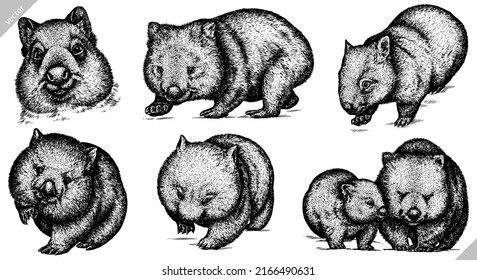 black and white engrave isolated wombat set vector illustration