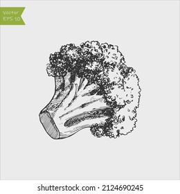 Black and white engraved broccoli. Vector illustration