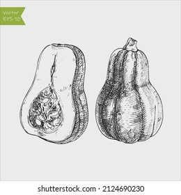 Black and white engraved butternut squash. Vector illustration