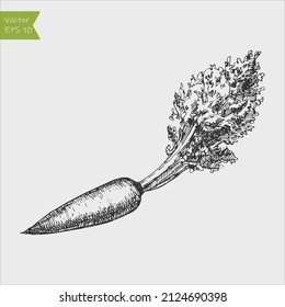 Black and white engraved Carrot with top. Vector illustration