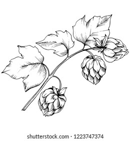 Black and white engraved humulus ink art. Isolated humulus illustration element. Leaf plant botanical garden floral foliage. Seamless background pattern. Fabric wallpaper print texture.
