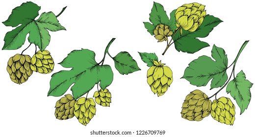 Black and white engraved ink art. Green leaf. Leaf plant botanical garden floral foliage.Isolated humulus illustration element.