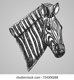 Black and white engraving style zebra head. African horse in sketch style. Vector illustration.