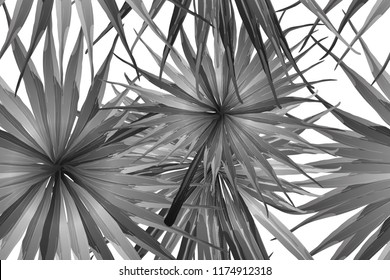 Black white exotic pattern. Monstera and hibiscus flowers tropical bouquet.  Saturated large floral swimwear print. Horizontal california natural texture design. Bonny spring botanical design.