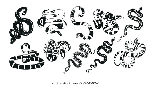 Black and White Exotic Snakes Possess Unique Patterns. Their Diverse Species And Intriguing Behavior Vector Illustration