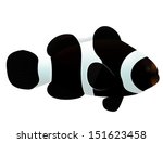Black & White False Percula Clown Fish 
