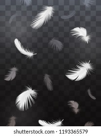 Black and White Feathers Set